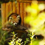 Příznivci brněnské zoo vybírají jméno pro mládě pandy